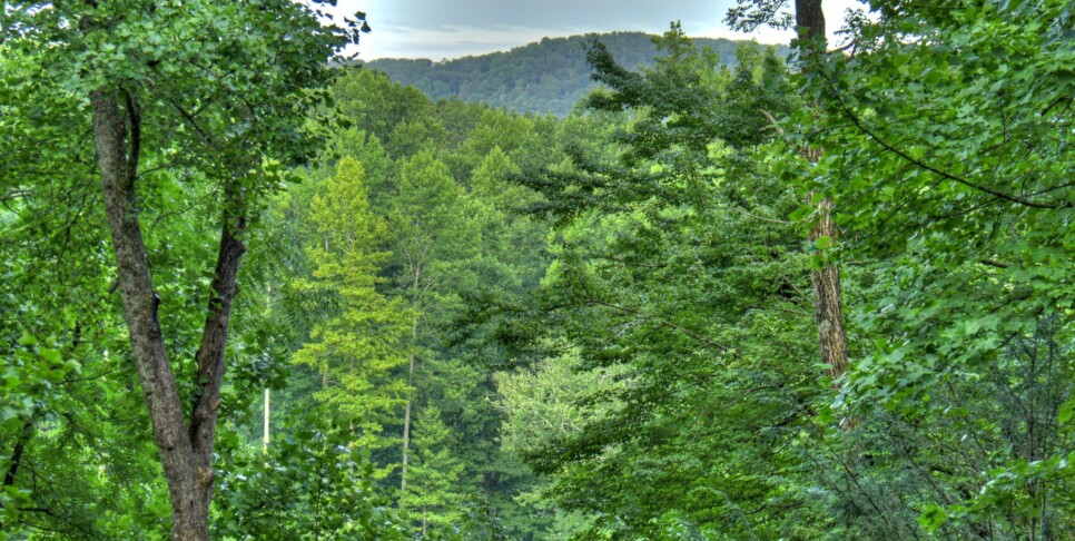 Blue Ridge Cabin - Blueberry Hill - Exterior