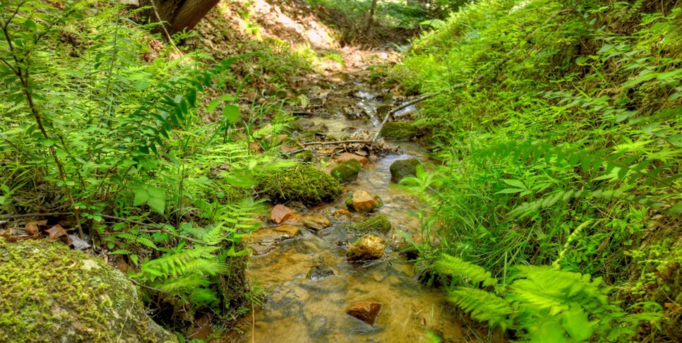 Cherry Log - Cherry Creek Retreat - Exterior