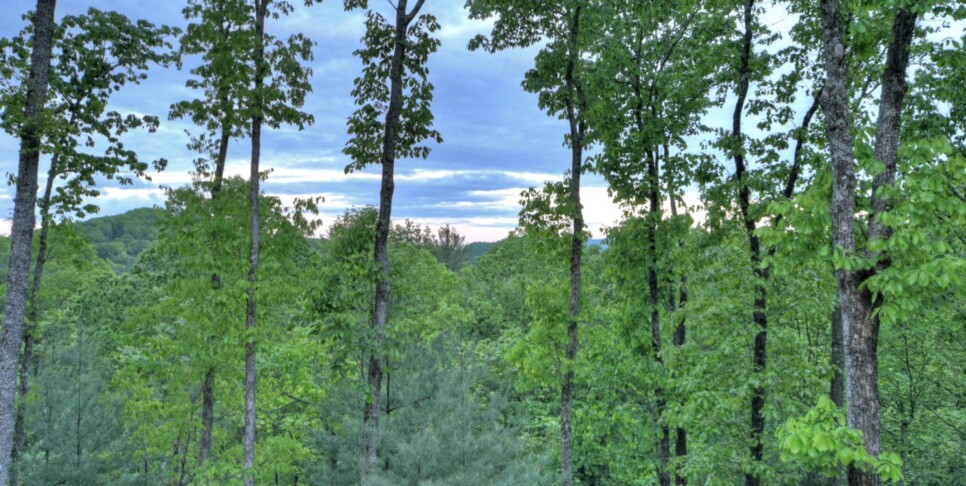 Cherry Log Cabin - The Lost Shepherd - Exterior